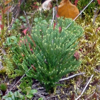 Diphasiastrum tristachyum (Pursh) Holub (Lycopodiaceae). Champ de Feu (Vosges - F). © 2009 by Yves Krippel.